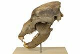 Fossil Cave Bear (Ursus spelaeus) Skull - Extremely Large! #240205-1